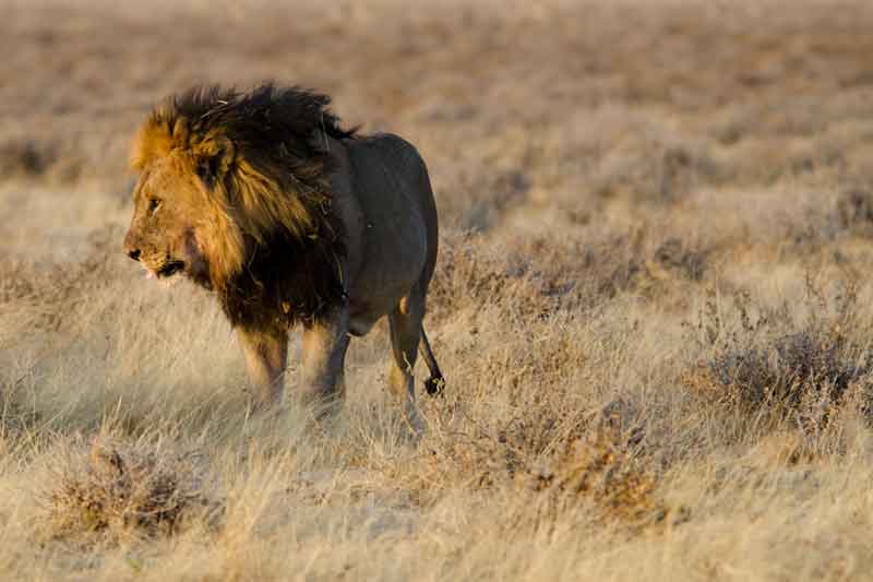 105 - Namibia - leones comiendo - parque nacional de Etosha